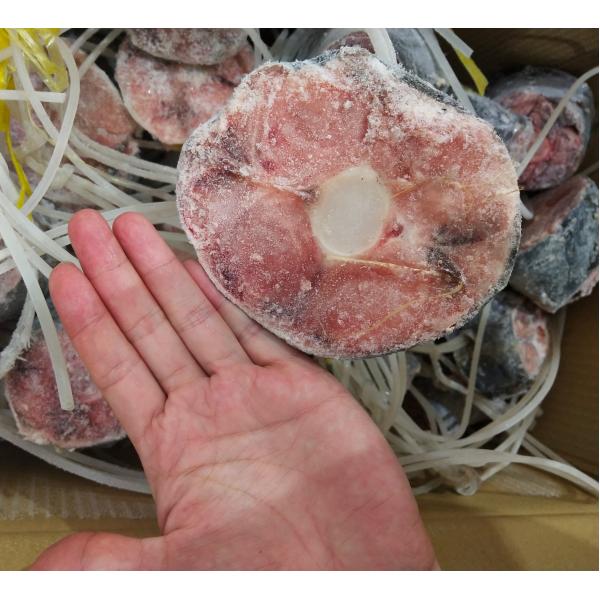 Аппетитный весь круг 250g вверх по замороженному кабелю -60℃ тунца желтопра для законсервированный
