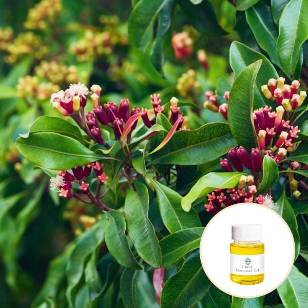 Aromatherapy Pure Organic Natural Clove Oil Clove Flower Oil For Skincare