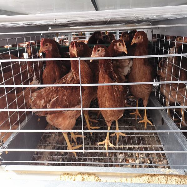 Tipo gaiola de 144 pássaros H da galinha, galinha de Q235A HDG que coloca a gaiola dos ovos