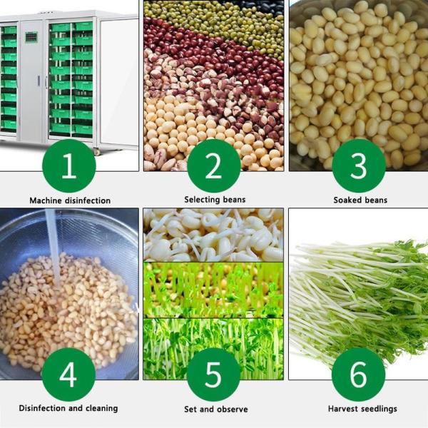 Машины для гидропонического кормления травой арахисом 250 кг/день Коммерческое прорастающее оборудование
