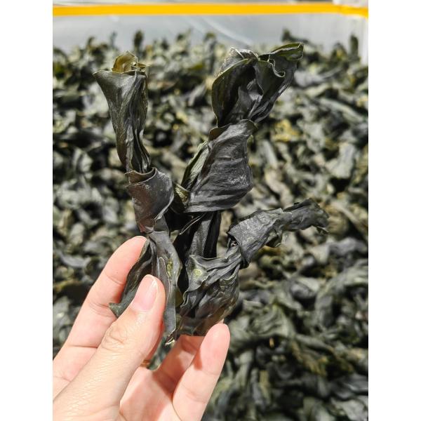 High Nutritional Umami Green Kelp Sprouts , Kelp Vegetable HACCP Approved
