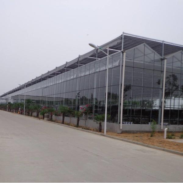 Alloy Transparent 9.6m Commercial Glass Greenhouse