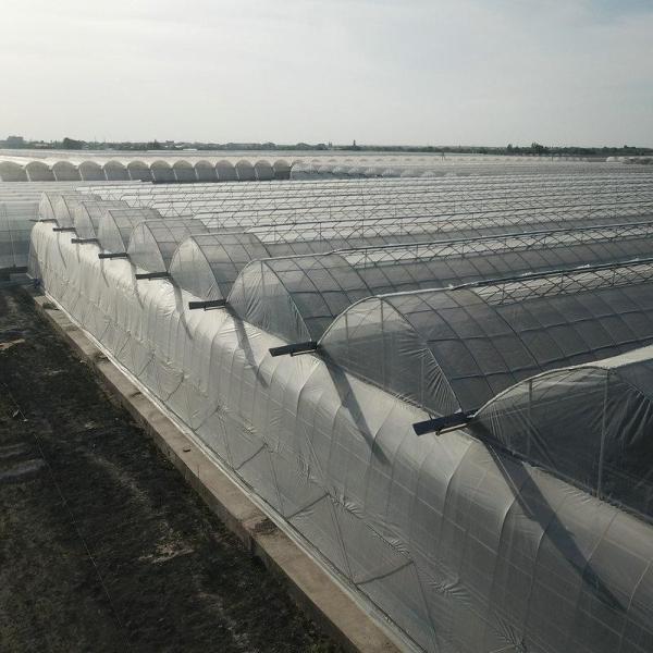 6m 7m 8m 9m Span Clear Plastic Film Greenhouse Vegetable Farming Tomatoes Pepper Lettuce