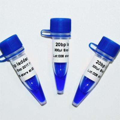 20bp Ladder DNA Marker Electrophoresis GDSBio Blue Appearance
