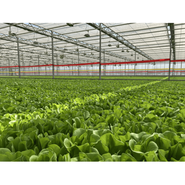 Food-Grade PVC NFT Hydroponic Gully System with UV Inhibitors and Customizable Dimensions for Commercial Greenhouses