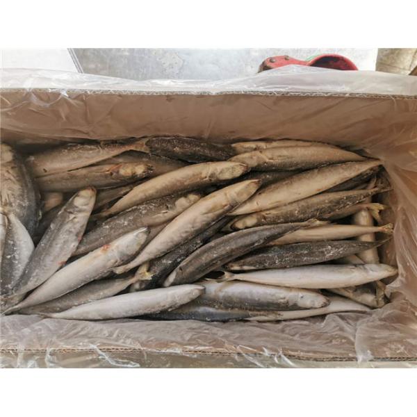 IQF Frozen 90g 100g Muroaji Fish With 24 Months Shelf Life