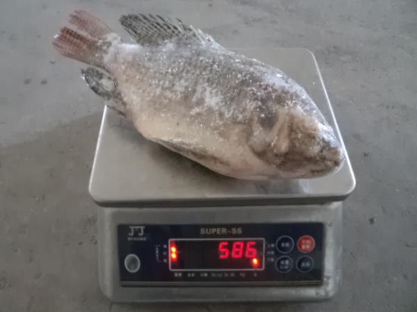 Frozen Tilapia Gutted& Scaled Size before glaze 550-750g