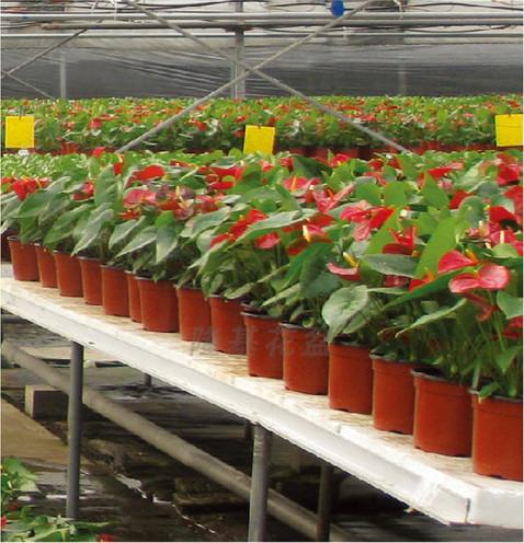 PP Plastic flower POTS 9 cm to 21 cm diameter specifications Double color flower pot