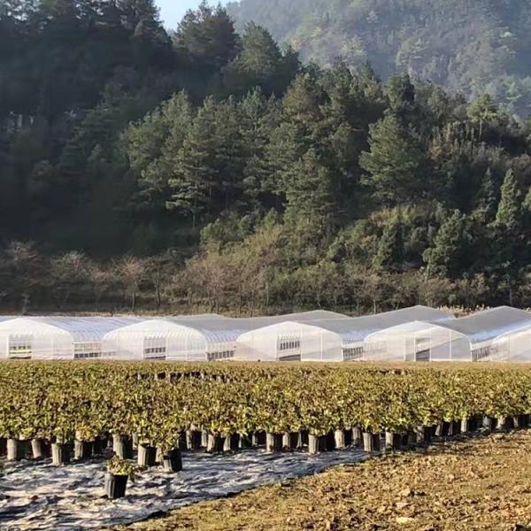 High Tunnel Gothic Plastic Film Covering Single Span Greenhouse For Plants Growing