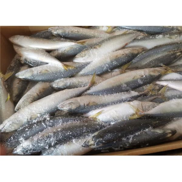 Peixes congelados pacíficos naturais da cavala 70-80G do marisco fresco
