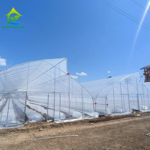Commercial Plastic PE Film Seedling Poly Tunnel Greenhouse For Tomato Growing