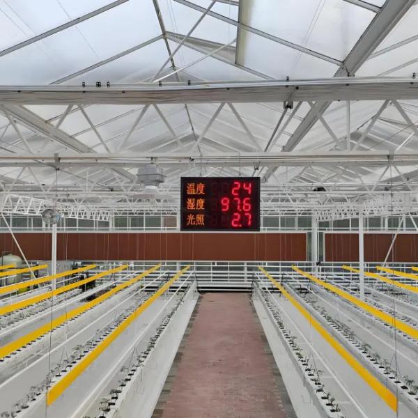 Large - Scale Venlo Glass Greenhouse for Melon Farming