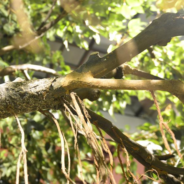2m Artificial Landscape Trees Large Ficus C Style Custom Height Exibition Hall Foliage Tree