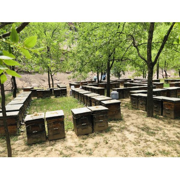 Venda a retalho Alta Qualidade 100% Natural Mel de floresta de arbustos puro Sem aditivos Mel de abelha natural