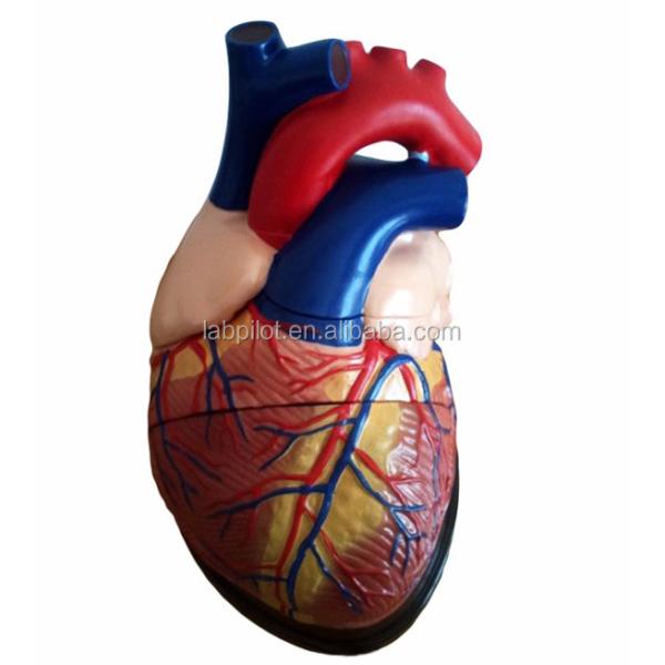 Human Heart Anatomy 3D Model for Anatomical Demonstration 3 Times Enlarged 5 Parts