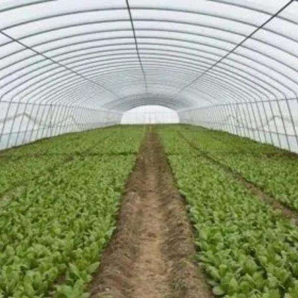 Aluminum Frame Glass Garden Greenhouse Victorian Commercial Greenhouse for Vegetables