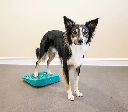 Dog training massage foot relaxation PVC massage board