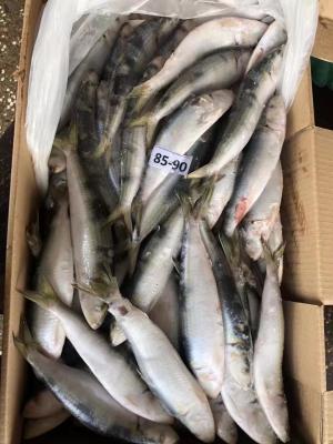 Get Your Fresh Frozen Seafood Now Varies in Availability