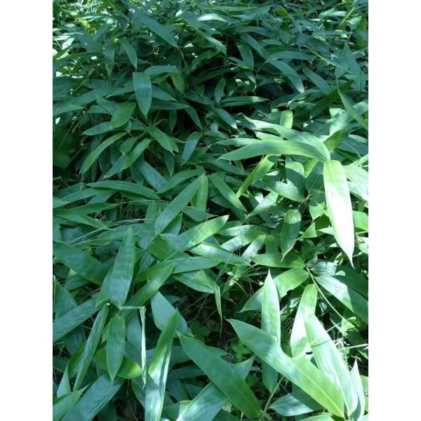 Листья 100% зеленого цвета ISO9001 природы бамбуковые падая