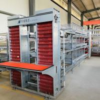 Gaiola para Galinhas Totalmente Automática Camada Tipo H Ovo de Galinha Postura 2mm