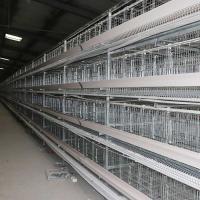Gallinero que alza el sistema de la jaula de batería de la avicultura, un tipo jaulas de la capa para el pollo