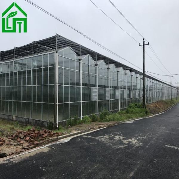 Serra de vidro de 8 m de largura para o cultivo de vegetais Estrutura estável e personalizável