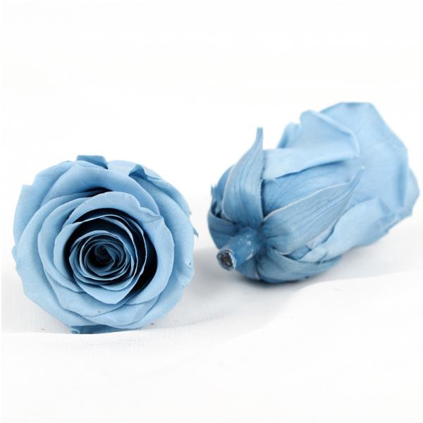 Cell Replacement Dyeing 6pcs Diameter 5-6cm Preserved Rose Heads