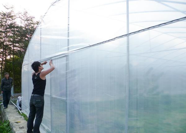 Single Tunnel Agriculural Greenhouses Polytunnel Berry Greenhouse