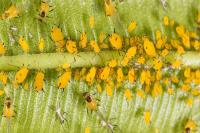 Pesticida Químico Tiametóxamo Insecticida eficaz contra os pulgões de arroz Cotent 30% Tiametóxamo líquido