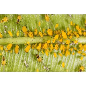 Pesticida químico Tiametoxam Insecticida eficaz contra las pulgas de arroz Cotent 30% Tiametoxam líquido