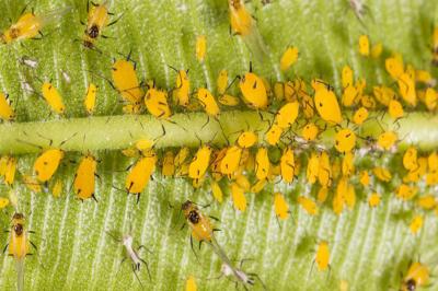 Chemical Pesticide Thiamethoxam Killing Aphids insecticide effective to rice planthopper  Cotent 30% Thiamethoxam Liquid