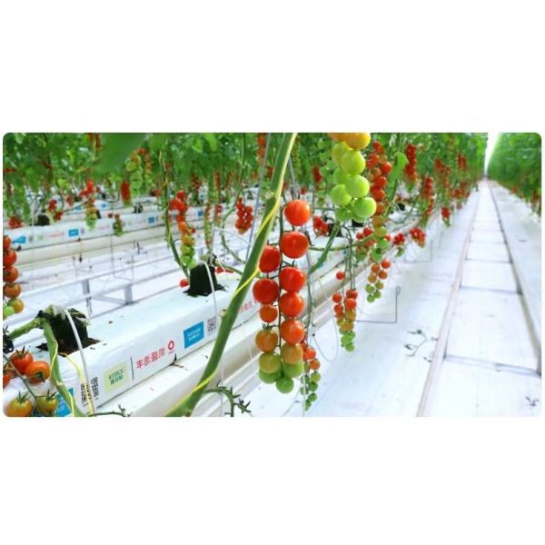 High Strength UV Treated Tomato Twine and Agricultural Baler Twine with 1mm to 5mm Diameter