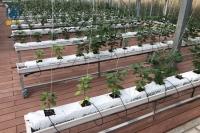 Greenhouse Substrate Gutter Growing System Hydroponic Plastic Tomato Growing Trough