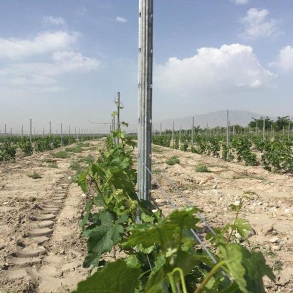 Eco Friendly 3.5M Vineyard Trellis Stakes Low Labor Cost Weather Resistance