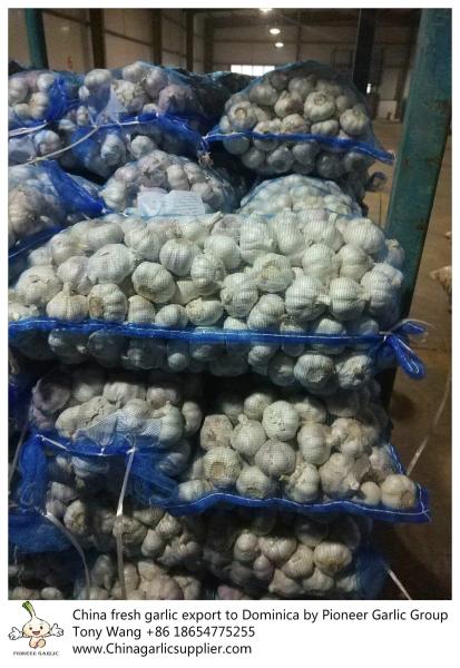 Garlic to Dominica with mesh bag package.