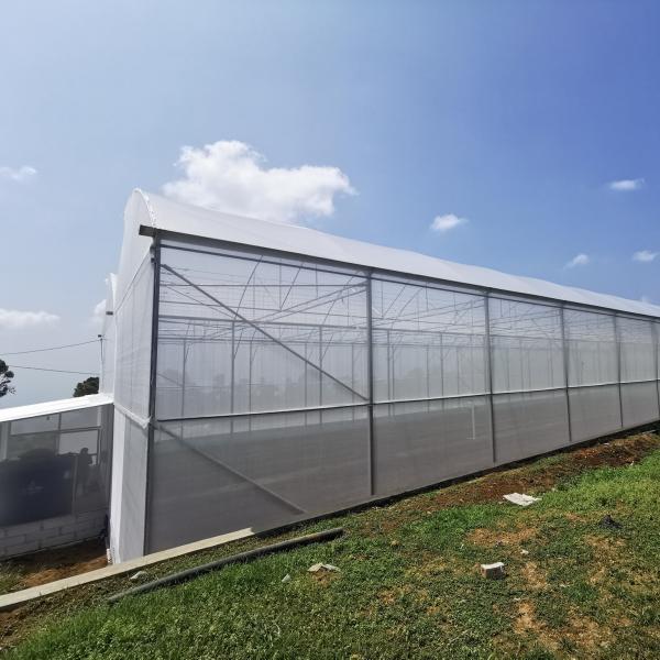 Da estufa plástica agrícola de Agri da estufa do Sawtooth único período de cultivo urbano
