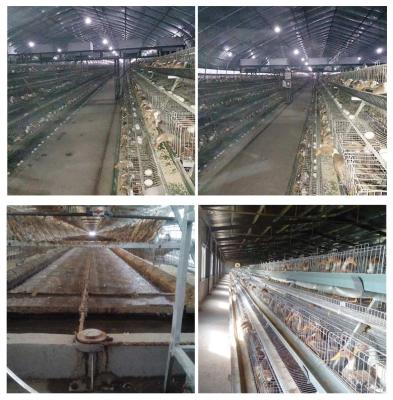 Automatic Drinker Duck Cage For Animal Laboratory 15 - 20 Years Warranty