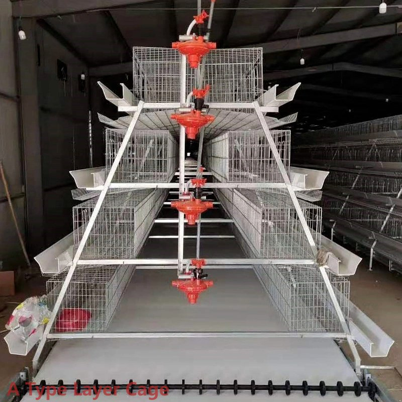 Custom Multi Tier A Type Layer Cage Strong Structural Poultry Living Egg Layer Cages