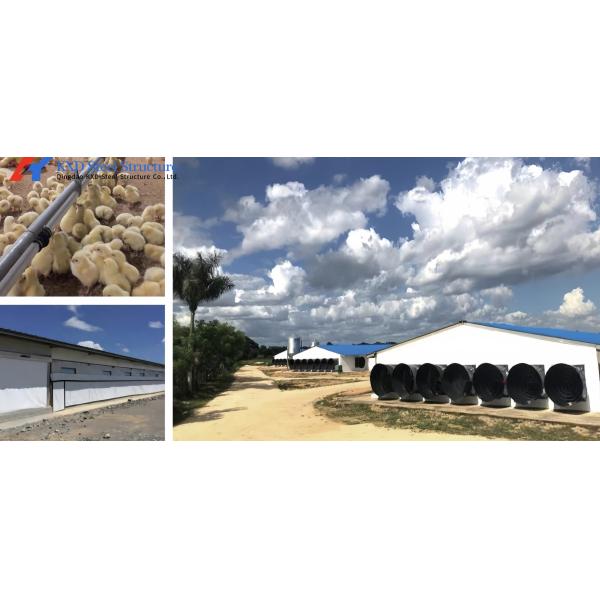 1000-Bird Broiler Chicken Cage - Steel Poultry Transport Coop