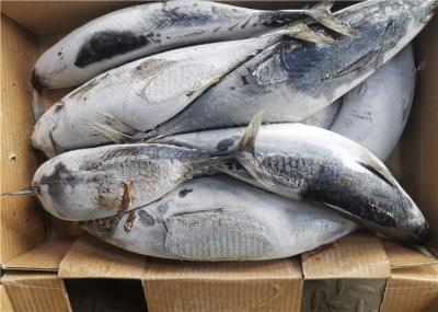 1.8kg Frozen Skipjack Tuna