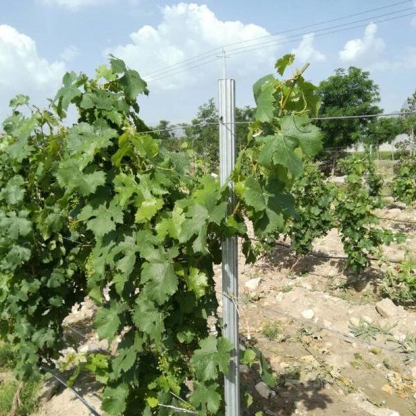 Eco Friendly 3.5M Vineyard Trellis Stakes Low Labor Cost Weather Resistance