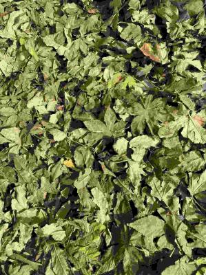 Raspberry Leaf with High Sweetness, Low Calorie, Non-Toxic and No Pesticide Residue Natural Plant leaf