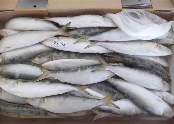 Рыбы Melanostictus Sardinops все круглые свежие замороженные для консервировать