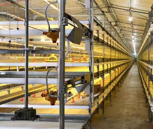 Modern Thermal Insulation Metal Steel Structure Breed Chicken Shed Poultry House