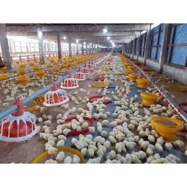 Bucket Broiler Manual Poultry Feeder Drinker