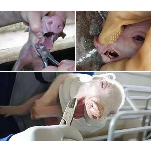 Livestock Accessories Teeth Cutter For Pigs Small Animals