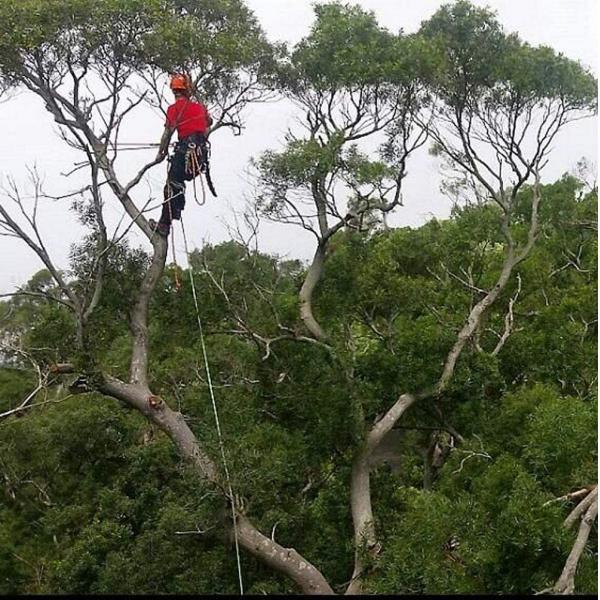 3/8inch 100 веревочка заплетенная ногами полиэстера веревочки Arborist оснащая Eco дружелюбное