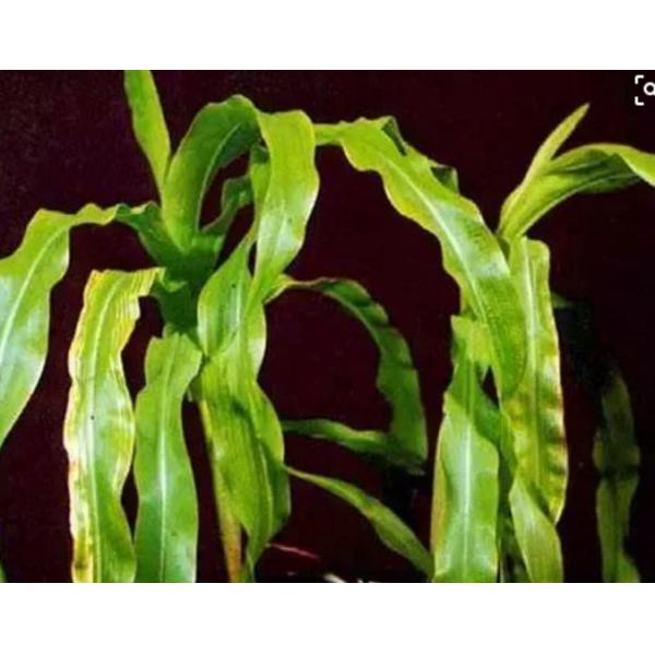 Ácido aminado do quelato de manganês no adubo da agricultura