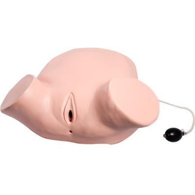 Anal Vaginal Examination Gynecologic Simulator Elastic Texture