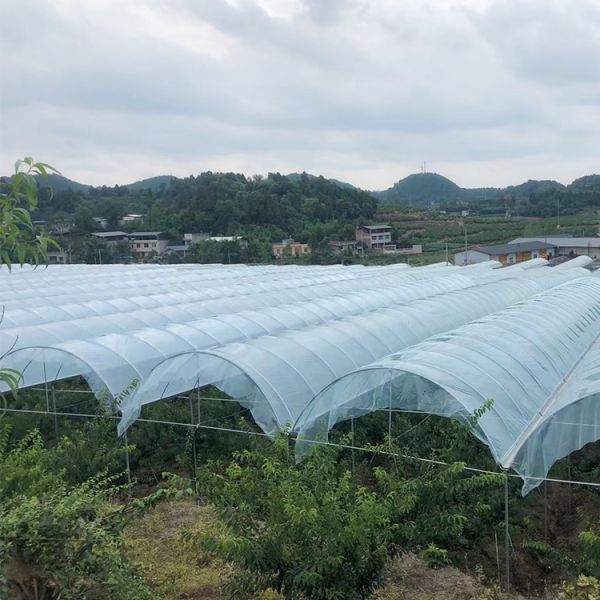 PE Film Cover Rain Shelter Greenhouse with Hot Galvanized Steel Frame for Easy Assembly and Plants Cultivation